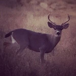 Meet your Posher, Alyssum